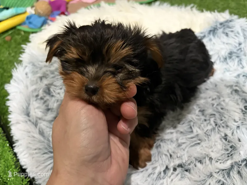 Yoda – Yorkshire Terrier puppy for sale in Bourne, MA