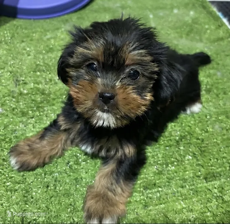 Cleo – Shorkie puppy for sale in Bourne, MA