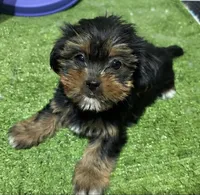Cleo, a female Shorkie for sale in Bourne, MA – 1 of 1