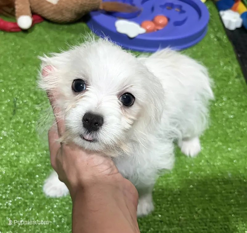 Teacup Gino – Maltese puppy for sale in Bourne, MA