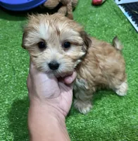 Mia, a female Morkie for sale in Bourne, MA – 1 of 1