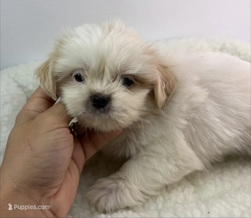 Xia – Shichon puppy for sale in Bourne, MA