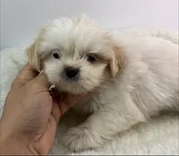 Xia, a female Shichon for sale in Bourne, MA – 1 of 1
