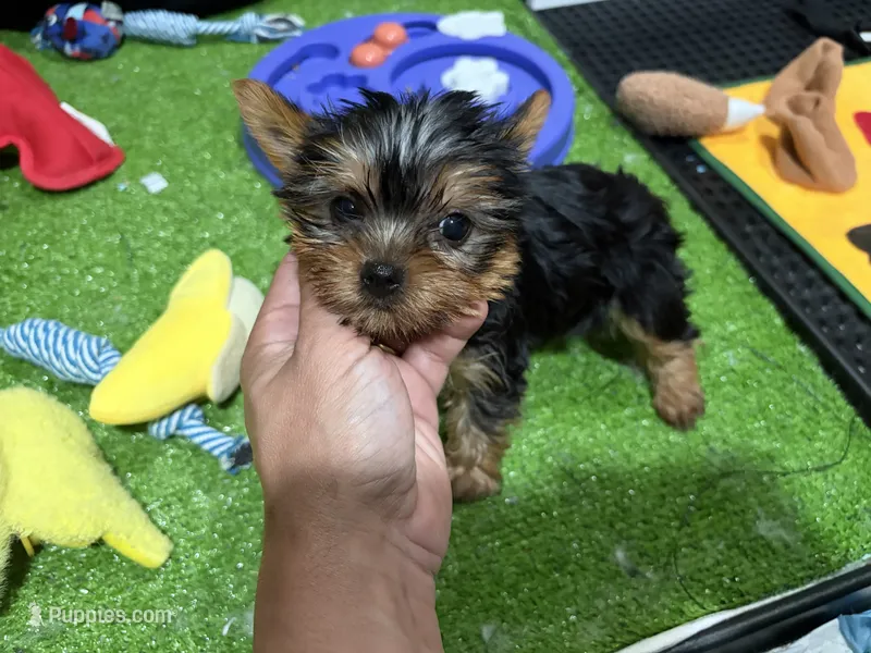 Xara – Yorkshire Terrier puppy for sale in Bourne, MA