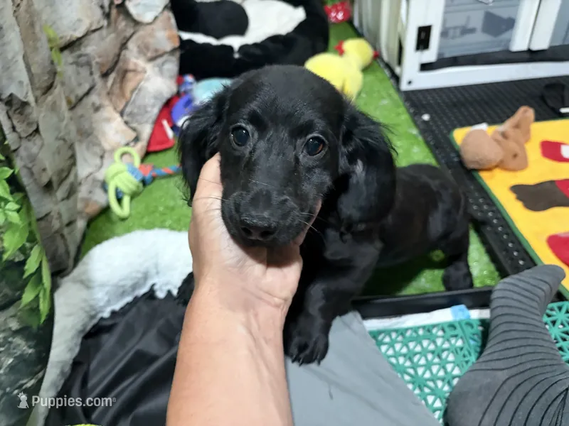 Ryan – Miniature Dachshund puppy for sale in Bourne, MA
