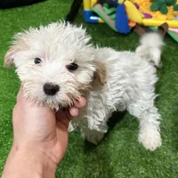 Mary, a female Maltipoo for sale in Bourne, MA – Photo 3 of 3