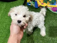 Mary, a female Maltipoo for sale in Bourne, MA – Photo 3 of 3