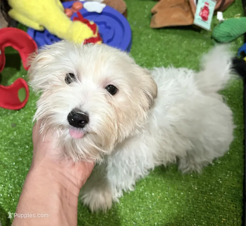 Mary – Maltipoo puppy on hold in Bourne, MA