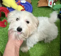 Mary, a female Maltipoo for sale in Bourne, MA – 1 of 5