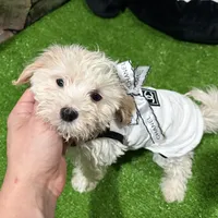 Mary, a female Maltipoo for sale in Bourne, MA – Photo 1 of 3