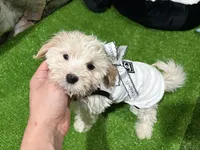 Mary, a female Maltipoo for sale in Bourne, MA – Photo 1 of 3