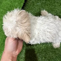 Mary, a female Maltipoo for sale in Bourne, MA – Photo 2 of 3