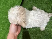 Mary, a female Maltipoo for sale in Bourne, MA – Photo 2 of 3