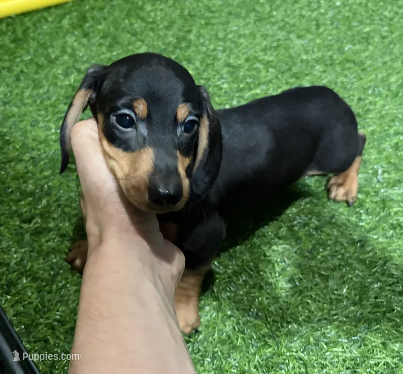 Milo, a male Miniature Dachshund for sale in Bourne, MA – 1 of 1