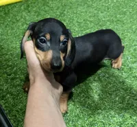 Milo, a male Miniature Dachshund for sale in Bourne, MA – 1 of 1
