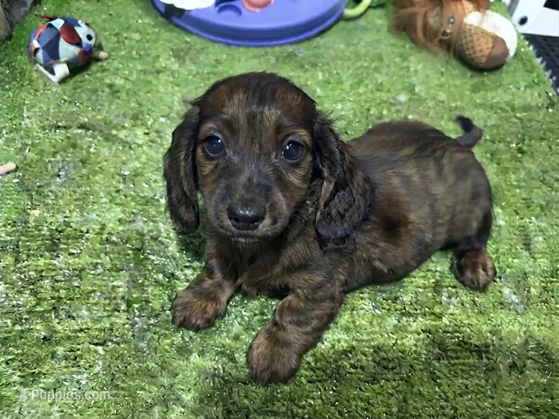 Gus – Miniature Dachshund puppy for sale in Bourne, MA
