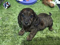 Gus, a male Miniature Dachshund for sale in Bourne, MA – 1 of 1