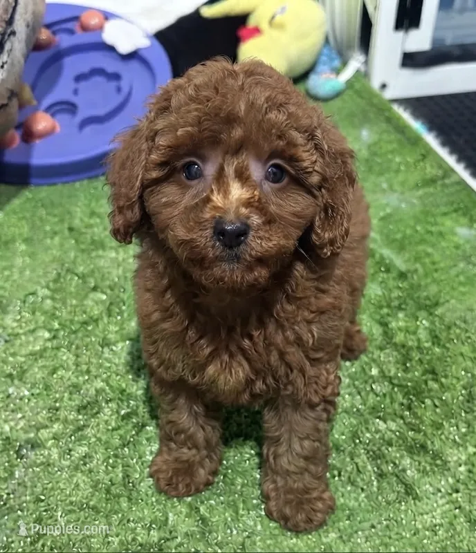 Red – Poodle - Miniature  puppy for sale in Bourne, MA
