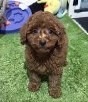 Red, a male Poodle - Miniature  for sale in Bourne, MA – 1 of 1