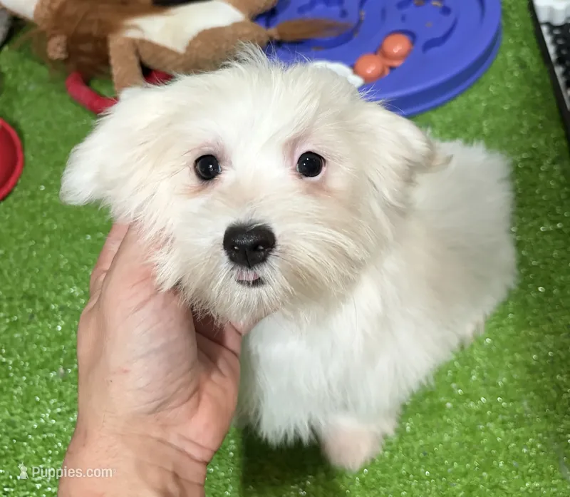 Iara – Maltese puppy for sale in Bourne, MA
