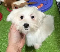Iara, a female Maltese for sale in Bourne, MA – 1 of 1