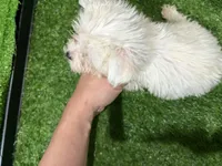 Quai, a male Maltese for sale in Bourne, MA – Photo 2 of 2