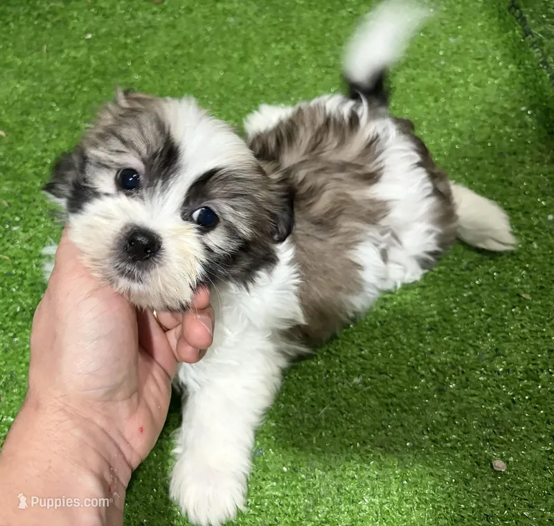 Luke – Shichon puppy for sale in Bourne, MA