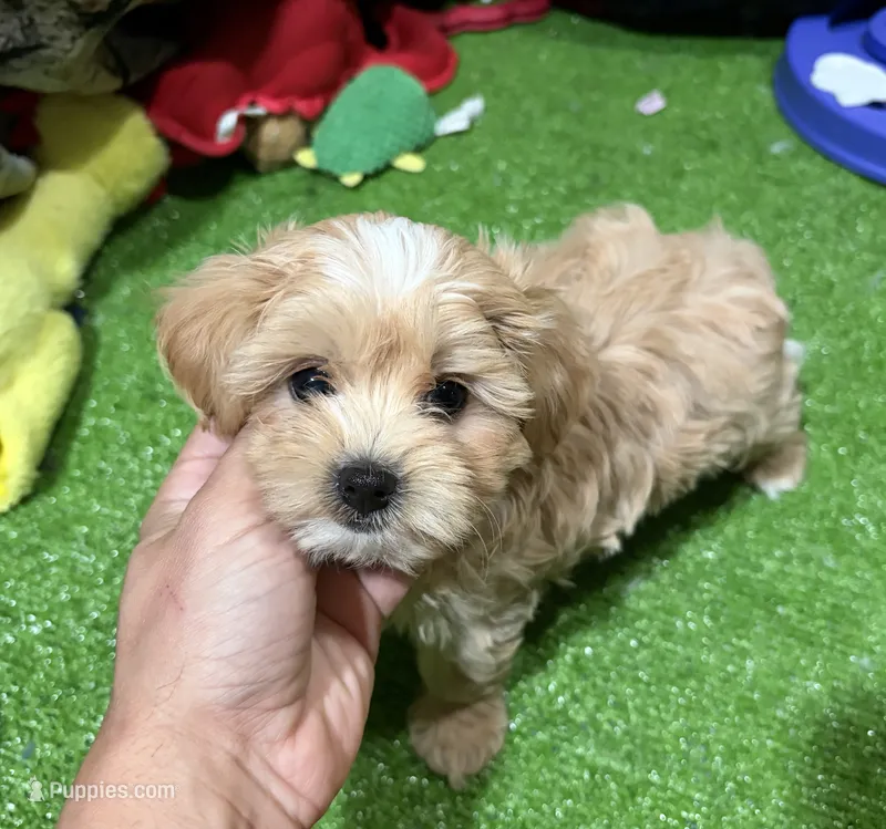 Mary – Maltipoo puppy for sale in Bourne, MA