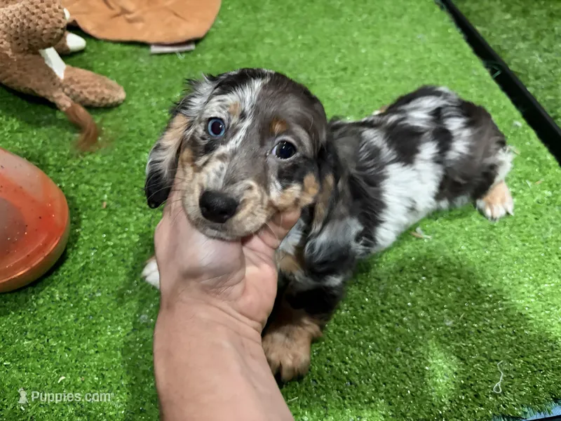 Nando – Dachshund puppy for sale in Bourne, MA