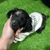 Kyle, a male Dachshund for sale in Bourne, MA – Photo 1 of 3