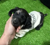 Kyle, a male Dachshund for sale in Bourne, MA – Photo 1 of 3