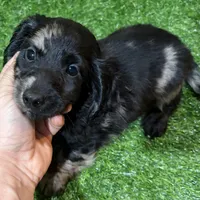 Kyle, a male Dachshund for sale in Bourne, MA – Photo 2 of 3