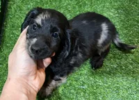 Kyle, a male Dachshund for sale in Bourne, MA – Photo 2 of 3