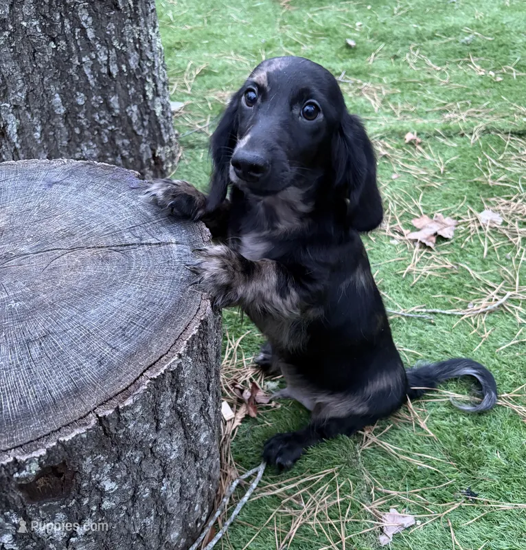 Kyle – Dachshund puppy for sale in Bourne, MA