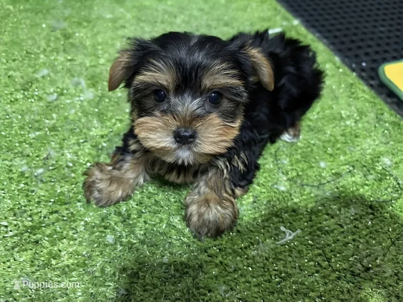 Ego – Yorkshire Terrier puppy for sale in Bourne, MA