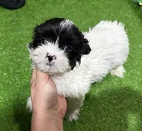 Uti, a male Shih Tzu for sale in Bourne, MA – 2 of 2