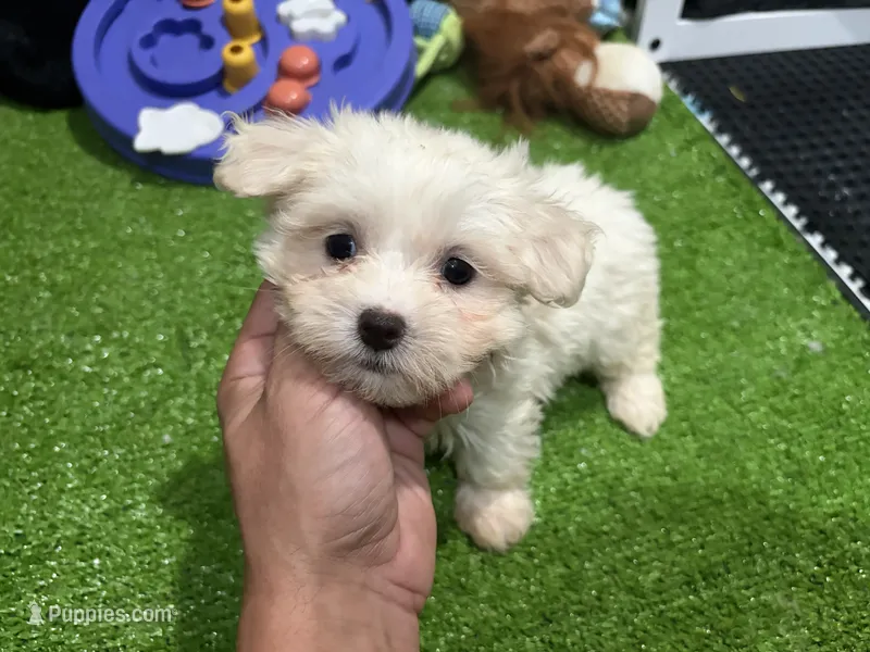 Mary – Maltese puppy for sale in Bourne, MA