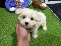 Mary, a female Maltese for sale in Bourne, MA – 1 of 1