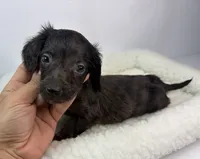Sean, a male Miniature Dachshund for sale in Bourne, MA – 1 of 1