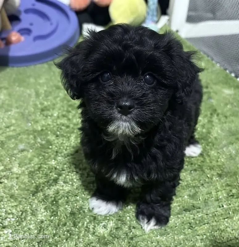 Mary – Morkie puppy for sale in Bourne, MA