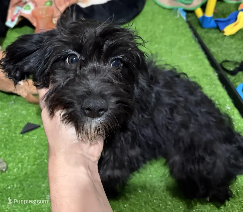 Blackie – Cavapoo puppy for sale in Bourne, MA