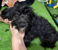 Blackie, a female Cavapoo for sale in Bourne, MA – Photo 1 of 2