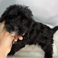 Blackie, a female Cavapoo for sale in Bourne, MA – Photo 2 of 2