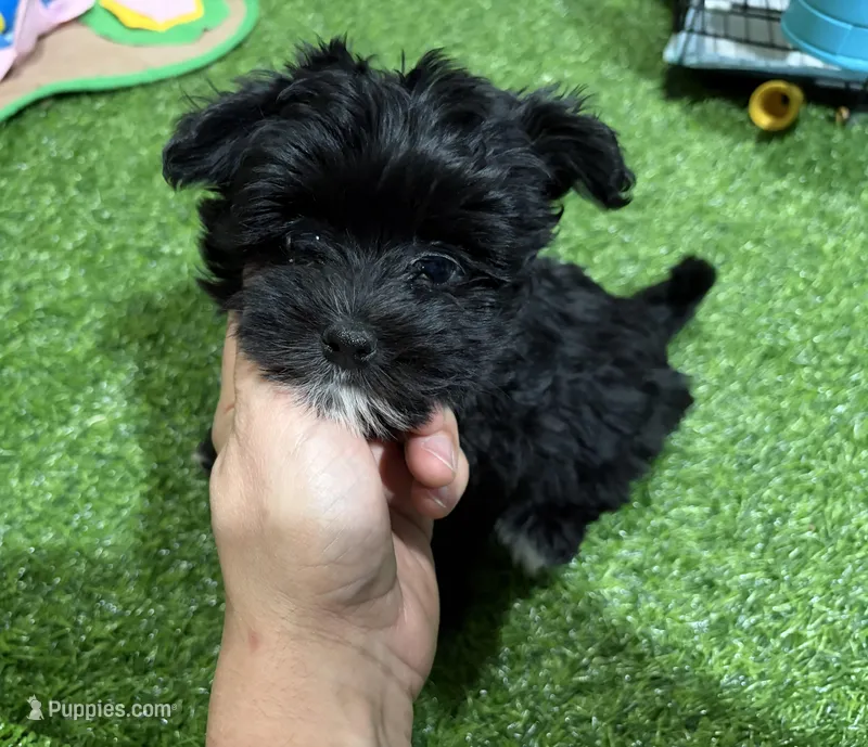 Sam – Morkie puppy for sale in Bourne, MA