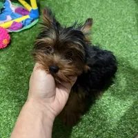 Dunkin , a male Yorkshire Terrier for sale in Bourne, MA – Photo 4 of 4