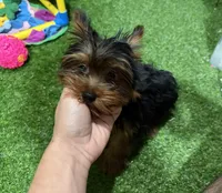 DD, a male Yorkshire Terrier for sale in Bourne, MA – Photo 4 of 4