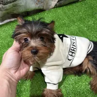 Dunkin , a male Yorkshire Terrier for sale in Bourne, MA – Photo 1 of 4