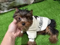 DD, a male Yorkshire Terrier for sale in Bourne, MA – Photo 1 of 4