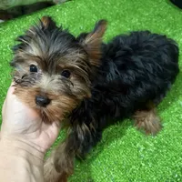 Dunkin , a male Yorkshire Terrier for sale in Bourne, MA – Photo 2 of 4