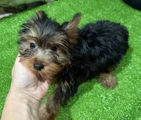 DD, a male Yorkshire Terrier for sale in Bourne, MA – Photo 2 of 4